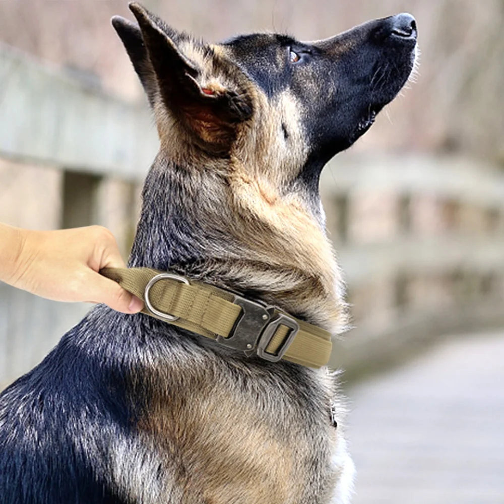 Collars & Leashes for Medium and Large Dogs