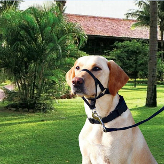 Dog Harness Muzzle Collar