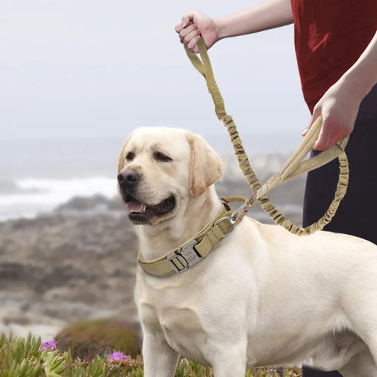 Collars & Leashes for Medium and Large Dogs